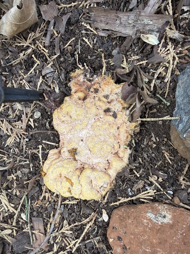 Dog Vomit Slime Mold