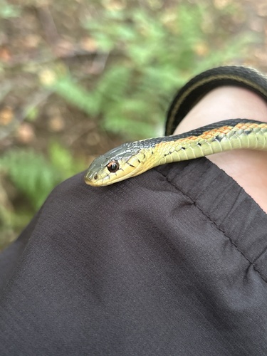 Common Garter Snake