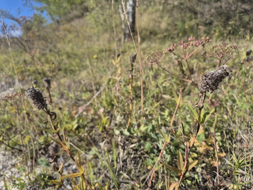 Trifolium rubens, 2026-09-15
