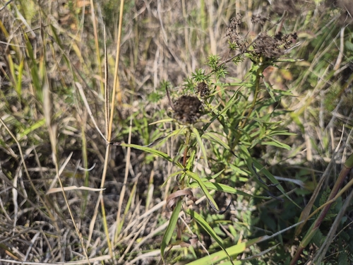 Sword-leaved Inula