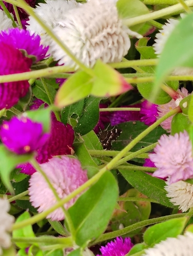 Spotted Beet Webworm Moth