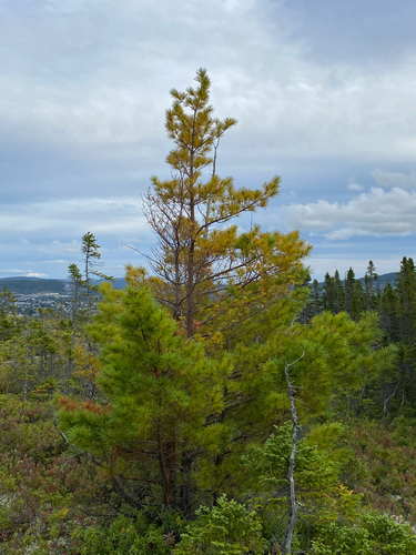 eastern white pine
