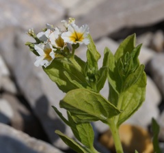 Tournefortia sibirica