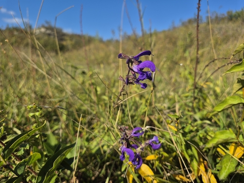 Meadow Sage
