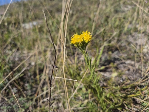 Goldilocks Aster