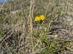 Galatella linosyris, photograph (c) Bobo-X, some rights reserved (CC BY)
