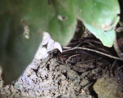 Mannophryne trinitatis