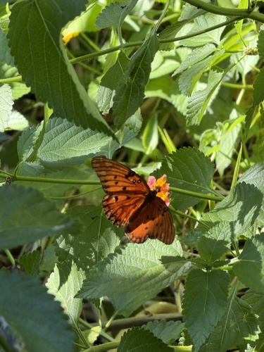Gulf Fritillary