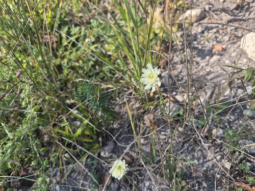 Cream Scabious