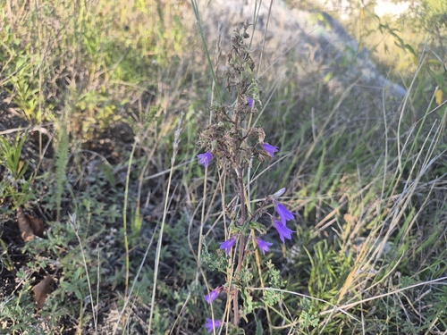 Siberian Bellflower