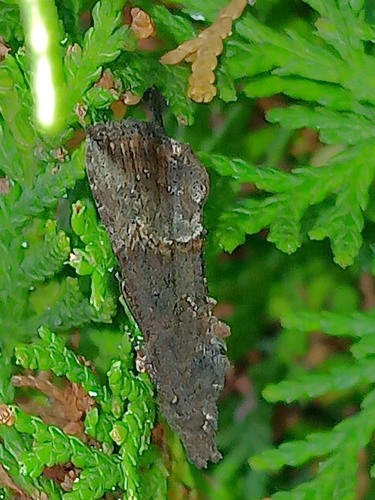 Green Cloverworm Moth