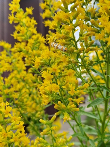 Ailanthus Webworm Moth