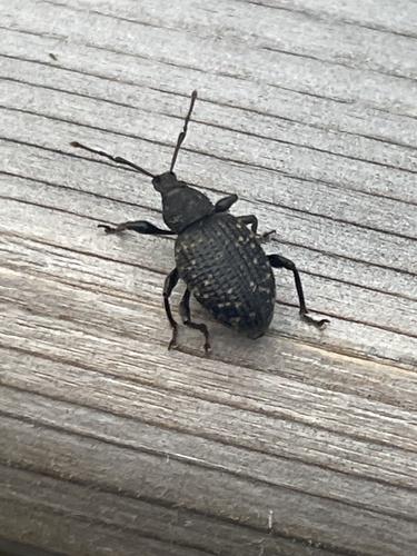 Black Vine Weevil