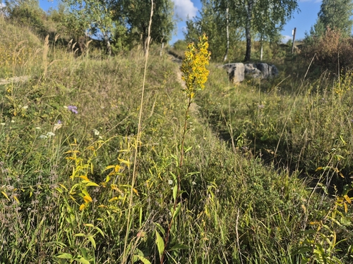 European goldenrod