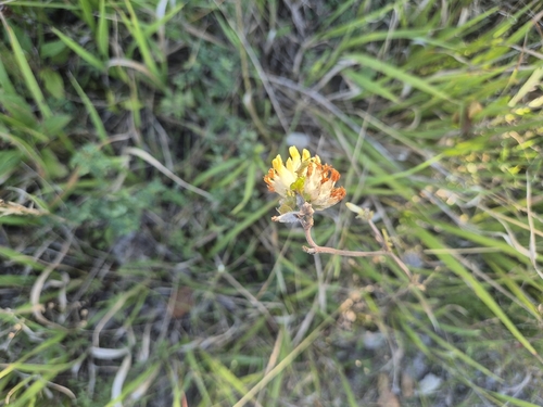 Common Kidney-Vetch