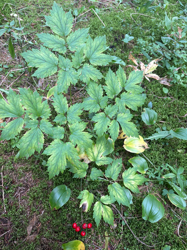 red baneberry