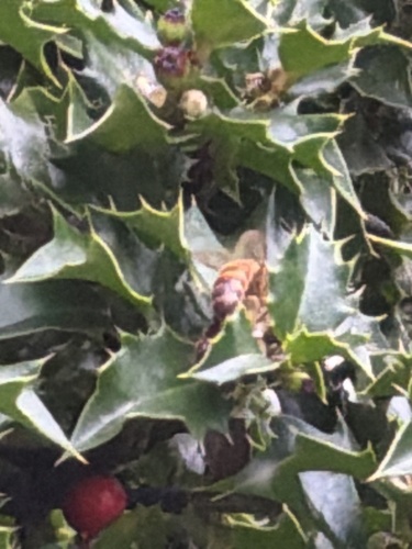 Western Honey Bee