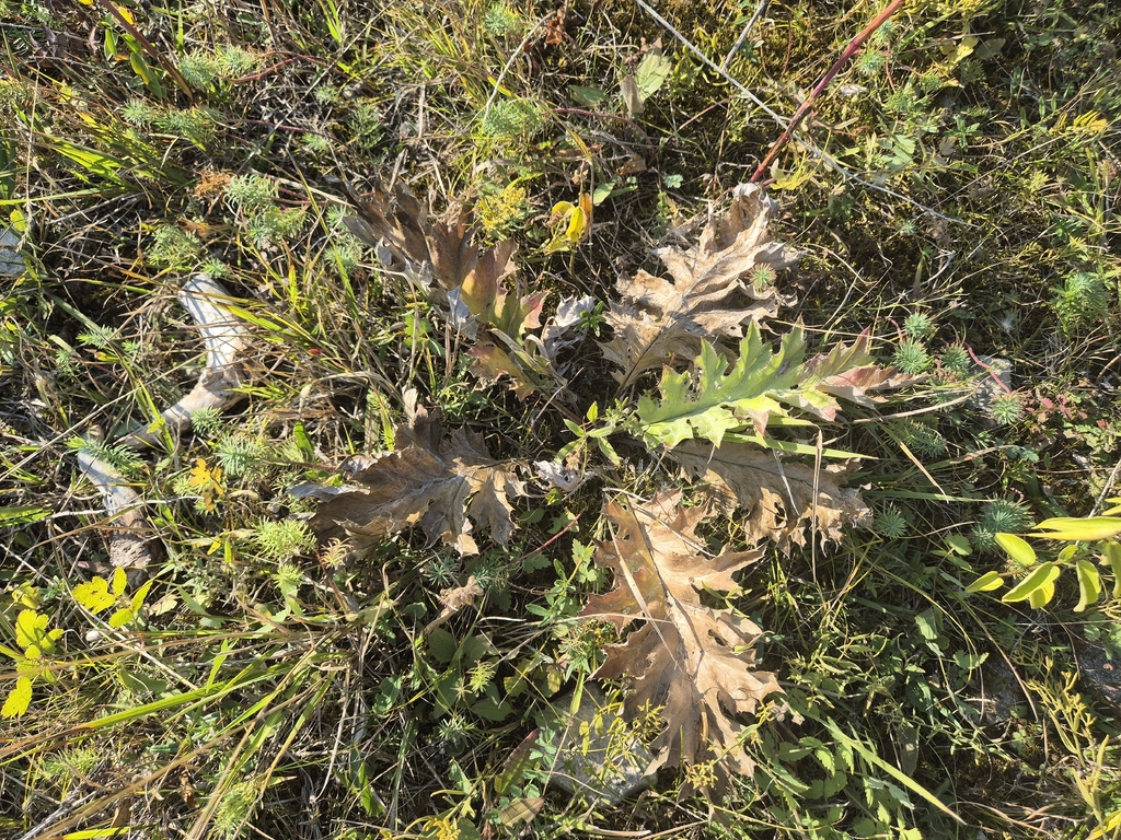 Carlina acanthifolia; photograph (c) Bobo-X, some rights reserved (CC BY)