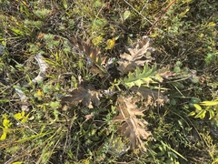 Carlina acanthifolia