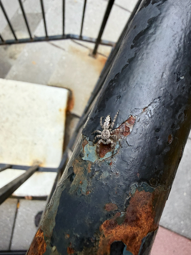 Tan Jumping Spider