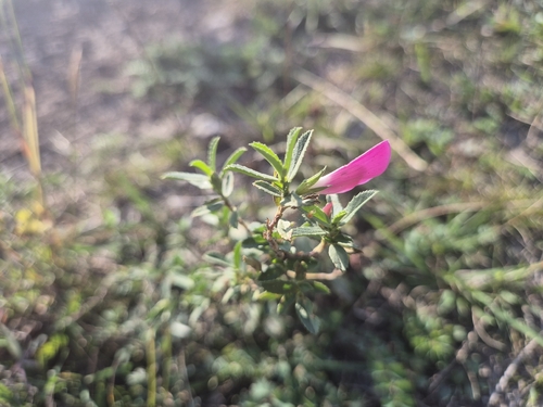 Spiny restharrow