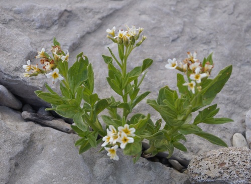 Siberian Sea-rosemary