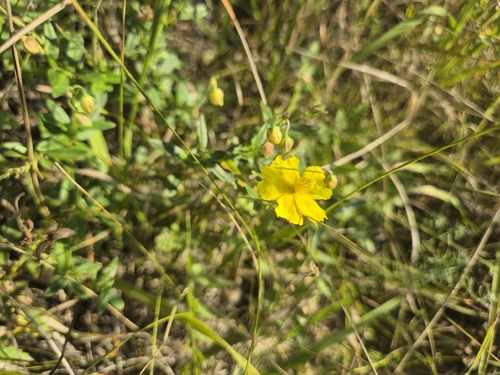 Common Rock-rose