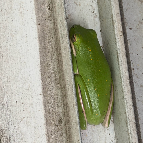 Green Treefrog