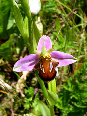 Ophrys apifera fulvofusca