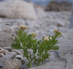 Tournefortia sibirica