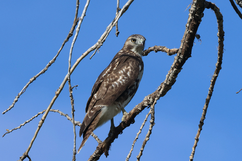 Red-tailed Hawk