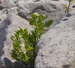 Tournefortia sibirica
