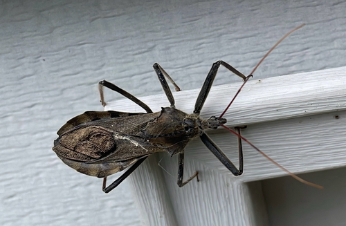 North American Wheel Bug