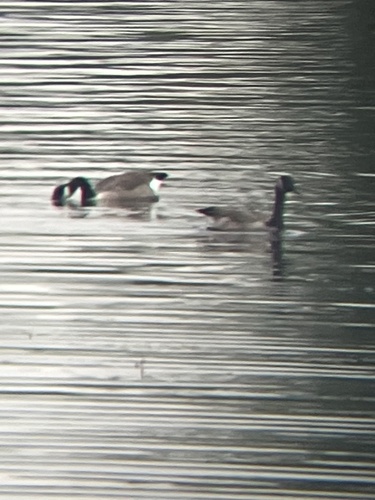Canada Goose