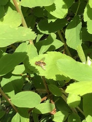 Parhelophilus laetus