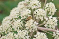 Ichneumon annulatorius