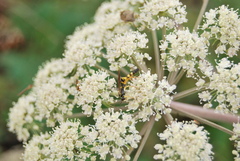 Ichneumon annulatorius
