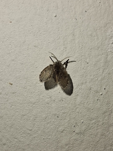 Bathroom Moth Fly