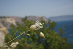 Silene crispata