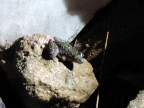 Blanchard's Cricket Frog
