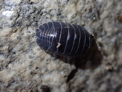 Southern Pill Woodlouse