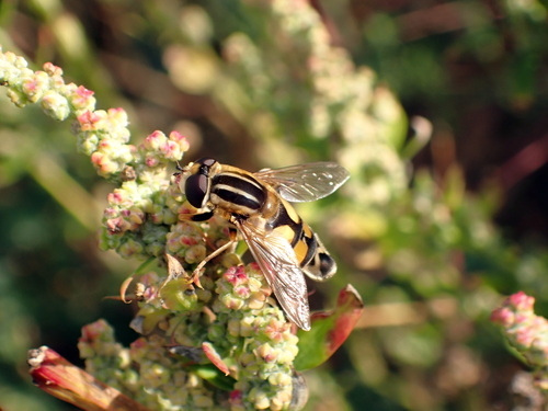 Trivittate Marsh Fly