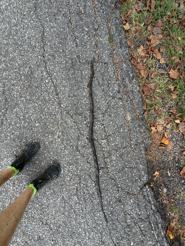 Central Ratsnake