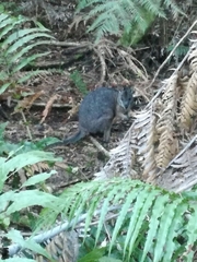 Notamacropus eugenii