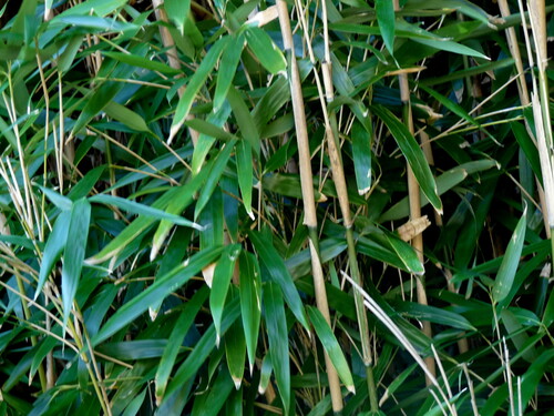 Pseudosasa japonica, 2026-09-13
