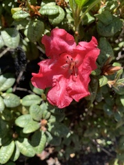 Rhododendron forrestii