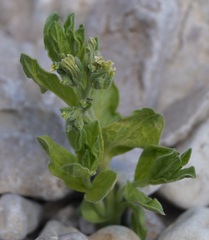 Tournefortia sibirica