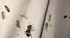 Enoclerus quadrisignatus