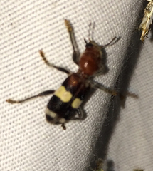 Enoclerus quadrisignatus