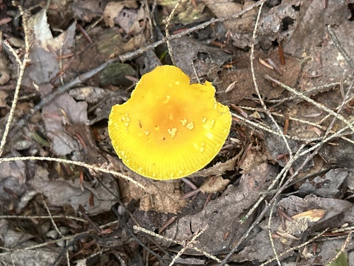 Frost's Amanita